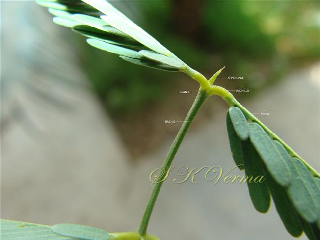  Tip of rachis and a gland between two pinnae